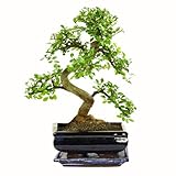 Bonsai Baum mit Keramik Blumentopf - Ligustrum, Ficus, Carmona, Podocarpus, Chinese elm - ca. 6-9...