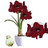 Amaryllis Zwiebel Benfica - 1 Blumenzwiebel in Großformat 26/30 - Exklusive Blumenzwiebeln...