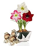 Budget Amaryllis Zwiebel Kollektion - 3 Blumenzwiebeln in Großformat 26/28 - Exklusive Mischung von...