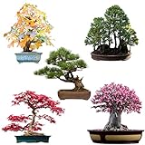 Außergewöhnliche Bonsai Samen mit hoher Keimrate - Pflanzen Samen Set für deinen eigenen Bonsai...