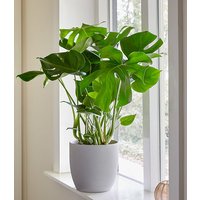 Monstera