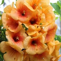 BCM Kletterpflanze Klettertrompete 'Golden Trumpet' Spar-Set