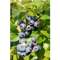 BCM Obstpflanze Säulenobst Heidelbeere 'Bluegold' Spar-Set
