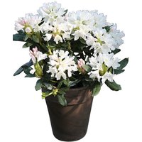 BCM Hecken Rhododendron 'Cunningham's White' Spar-Set