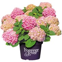 BCM Gehölze »Hortensie Forever and Ever Pink«
