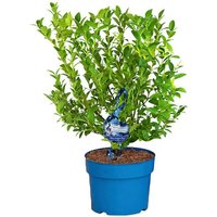 BCM Obstpflanze Heidelbeere 'Blue Sugar Pop' Spar-Set
