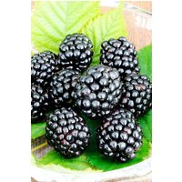 BCM Obstpflanze Säulenobst Brombeere 'Triple Crown'