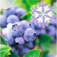 BCM Obstpflanze Heidelbeere Lucky Berry 'Blue Berry'
