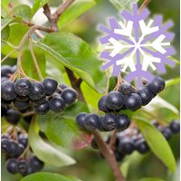 BCM Obstpflanze Apfelbeere Polar Fruits 'Choke Berry' Spar-Set