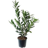 BCM Hecken Kirschlorbeer 'Caucasica' Spar-Set