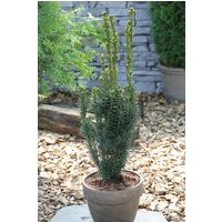 BCM Hecken Eibe / Taxus 'Fastigiata Robusta' Spar-Set