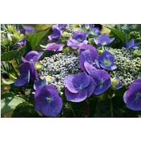 BCM Gehölze Hortensie 'Blaumeise'