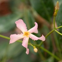 BCM Kletterpflanze Sternjasmin 'Pink Showers' ® Spar-Set