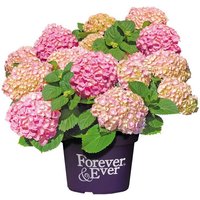 BCM Gehölze »Hortensie Forever and Ever Pink«