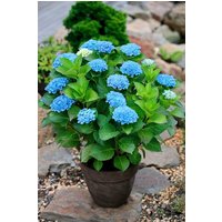 BCM Gehölze Hortensie 'Magical Revolution Blue'