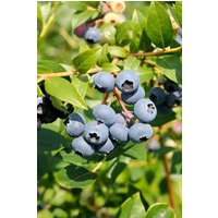BCM Obstpflanze Säulenobst Heidelbeere 'Bluejay'