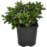 BCM Gehölze Rhododendron Japanische Azalee 'Melina'