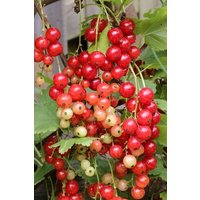 BCM Obstpflanze Johannisbeere 'Rolan' (rot) Spar-Set