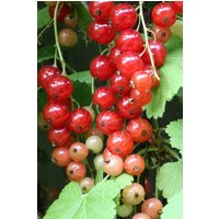BCM Obstpflanze Johannisbeere 'Stanza' (rot)