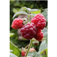 BCM Obstpflanze Himbeere 'Glen Ample' Spar-Set