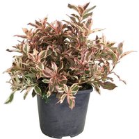 BCM Gehölze Weigelie 'All Summer Monet' ®