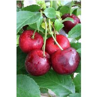 BCM Obstpflanze Frucht-Set Set