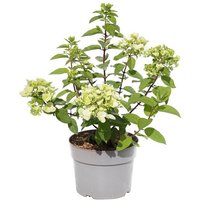 BCM Gehölze Rispen-Hortensie 'Bobo' Spar-Set