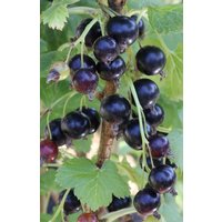 BCM Obstpflanze Jostabeere Spar-Set