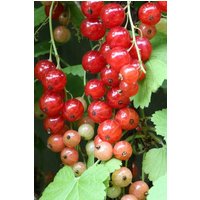 BCM Obstpflanze Johannisbeere 'Rondom' (rot)