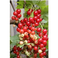 BCM Obstpflanze Johannisbeere 'Stanza' (rot) Spar-Set