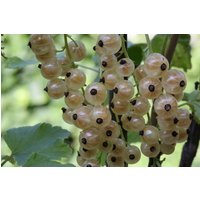BCM Obstpflanze Stachelbeere 'Karlin'