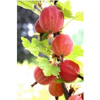 BCM Obstpflanze Stachelbeere 'Larell'