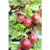 BCM Obstpflanze Stachelbeere 'Relina' Spar-Set