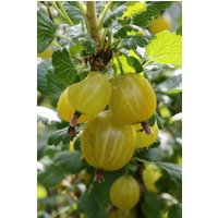 BCM Obstpflanze Ribes uva-crispa 'Rixanta' Spar-Set