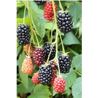 BCM Obstpflanze Brombeere 'Loch Ness' Spar-Set