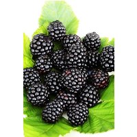 BCM Obstpflanze Brombeere 'Navaho Summerlong'