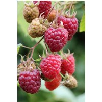 BCM Obstpflanze Himbeere 'Willamette'