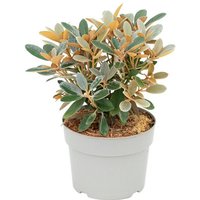 BCM Gehölze Rhododendron 'Queen Bee' Spar-Set