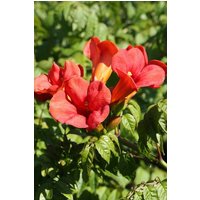 BCM Kletterpflanze Klettertrompete radicans Spar-Set