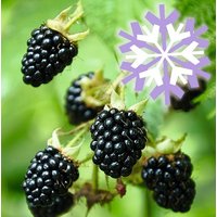 BCM Obstpflanze Brombeere Polar Fruits 'Black Berry'
