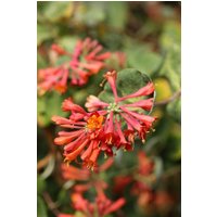 BCM Kletterpflanze Geißblatt 'Dropmore Scarlet' Spar-Set