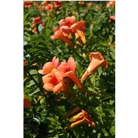 BCM Kletterpflanze Klettertrompete grandiflora Spar-Set