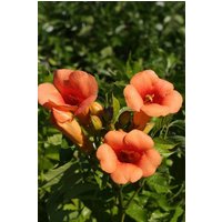 BCM Kletterpflanze Klettertrompete 'Indian Summer' Spar-Set