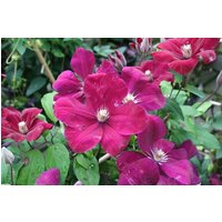 BCM Kletterpflanze Waldrebe rot Spar-Set