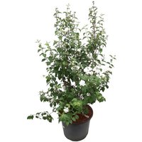 BCM Gehölze Fl'Aroma 'Glorious Odor' (Pfeifenstrauch) Spar-Set