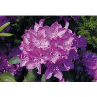 BCM Hecken Rhododendron 'Roseum Elegans'