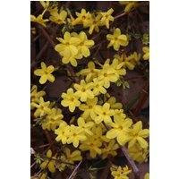 BCM Gehölze »Winterjasmin«