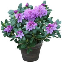 BCM Hecken »Rhododendron Catawbiense Grandiflorum« von OTTO DE ✔ Jetzt dieses Produkt und eine große Auswahl weiterer Produkte beim Gartenkönig finden ✔