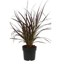 BCM Gräser »Lampenputzergras x advena 'Rubrum'« Spar-Set