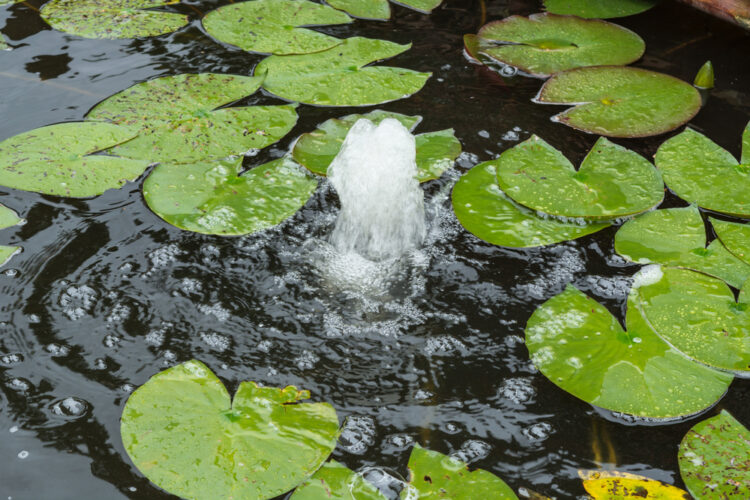 Wasserspiele für den Gartenteich Lifehacks Wohnen Haushalt